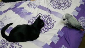 Говорящий попугай Рико ругается на хозяина Попугай матершинник Рико Жако