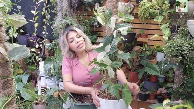 TRASPLANTE DE PLANTAS DE INTERIOR (TAMBIEN COMO HACER SUSTRATO Y TUTORES) смотреть онлайн