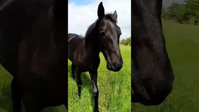 Флора и фауна Краснодарского края или как я знакомилась с лошадкой смотреть онлайн