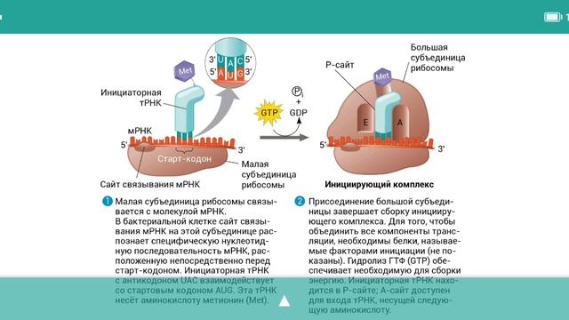 ТРАНСЛЯЦИЯ ДЛЯ ЕГЭ ПО БИОЛОГИИ - ДЕТАЛЬНЫЙ АНАЛИЗ (СИНТЕЗ БЕЛКА) смотреть онлайн