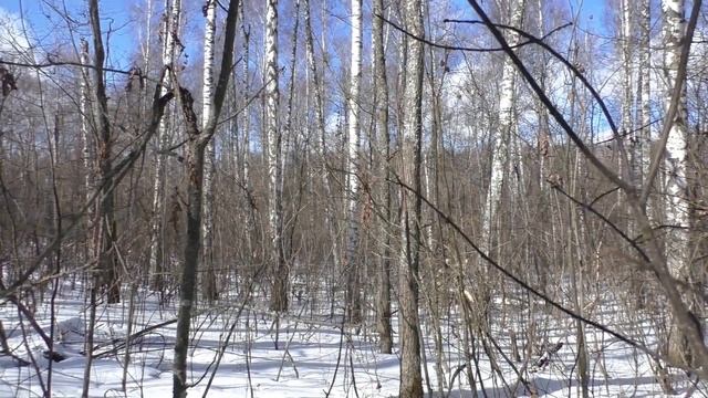 Охота с лайками на лося с подхода. По беличьим следам. 1 серия смотреть онлайн