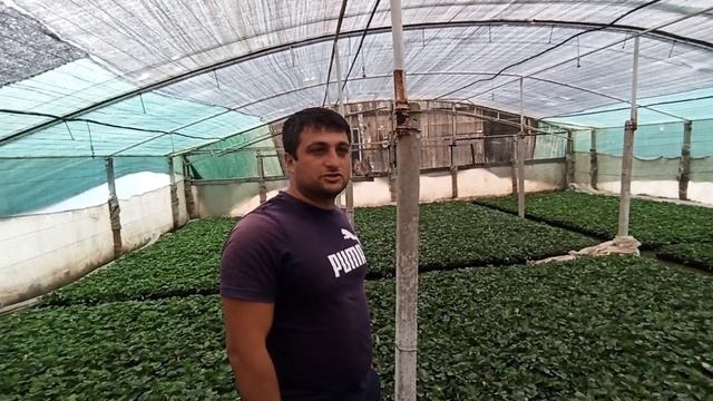 Выращивание рассады клубники ...не повторяйте этого . смотреть онлайн