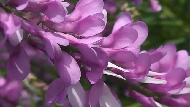 НЕМНОГО БОТАНИКИ: Горошек мышиный смотреть онлайн