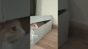 18 февраля 2024 г. котики делят коробку.mp4
