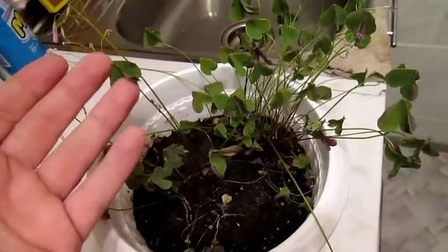 как ухаживать за этим цветком смотреть онлайн