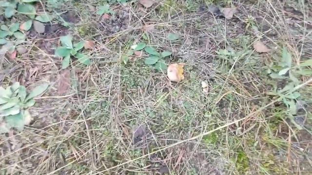 Прогулка в лесу 24.09.2022 смотреть онлайн