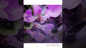 Дубровник: лечебные свойства, применение и рецепты.