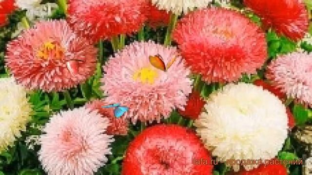 Маргаритка обыкновенная Микс ? маргаритка Микс обзор: как сажать семена маргаритки Микс смотреть онлайн