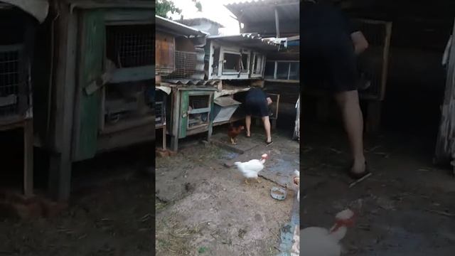 Новая пропойка от кокцидиоза для кроликов смотреть онлайн