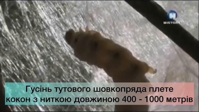 Давній Китай та виробництво шовку - творчий проект з історії, 6 клас смотреть онлайн
