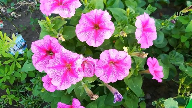 Цветник: Лилии, петунии и другие цветы на нашем участке. смотреть онлайн