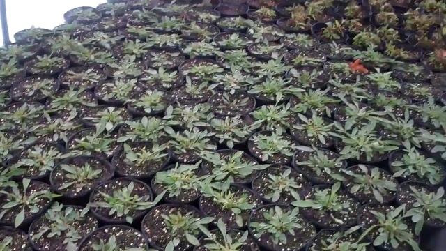 Coreopsis Early Sunrise 3-1-11 смотреть онлайн