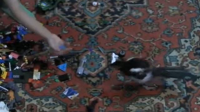СОРОКА ПРИКОЛЬНО ПОМОГАЕТ СОБИРАТЬ ЛЕГО смотреть онлайн