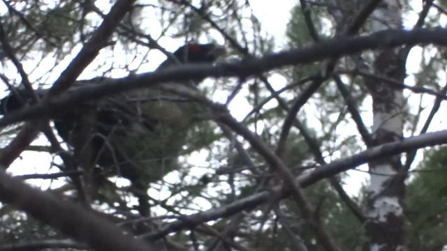 Глухариный ток. Весна 2019.Карело -финская лайка//Spring 2019. Karelo -Finnish Laika. смотреть онлайн