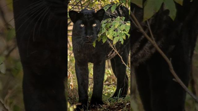 black panther sound смотреть онлайн