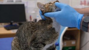 С Днём домашних животных! Как нужно воспитывать и ухаживать за домашними питомцами?