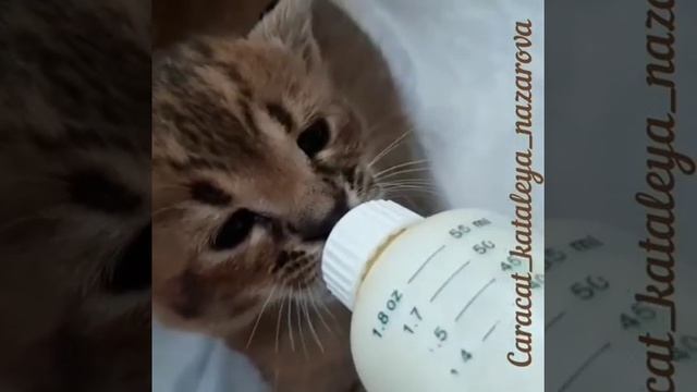 Каракет ф1 кормление смотреть онлайн