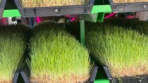 ГЗК   ГИДРОПОННЫЙ ЗЕЛЕНЫЙ КОРМ