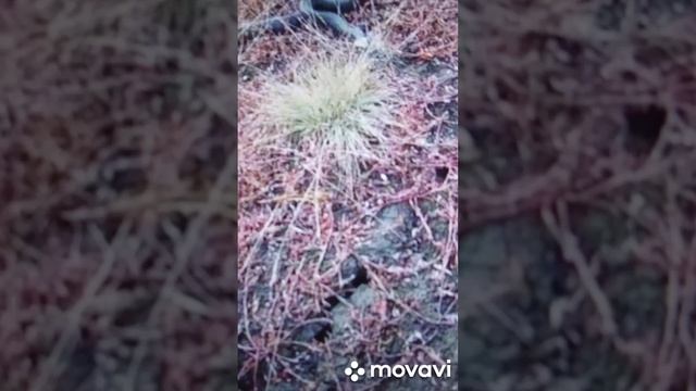 уж на дороге смотреть онлайн