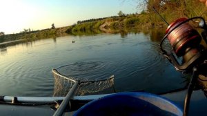 Клевали только лещи! Жор Леща на реке. Фидер с лодки