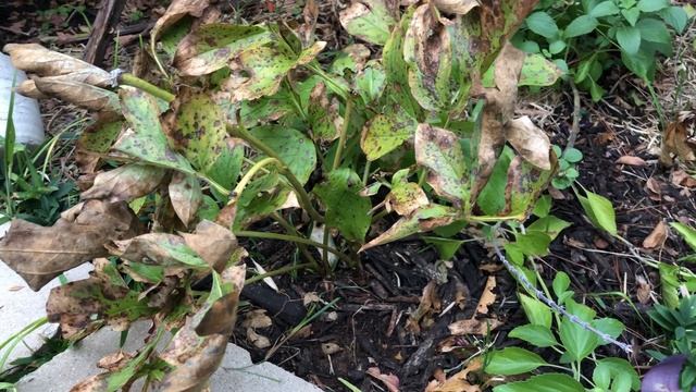Itoh peony Garden Treasure .How it’s growing in zone 8a.//Small garden смотреть онлайн