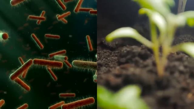 Как повысить уровень серотонина_ Попрощайтесь с депрессией? смотреть онлайн