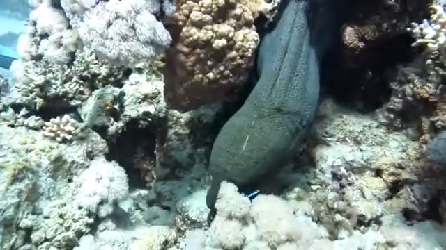 Огромная мурена в красном море ? смотреть онлайн