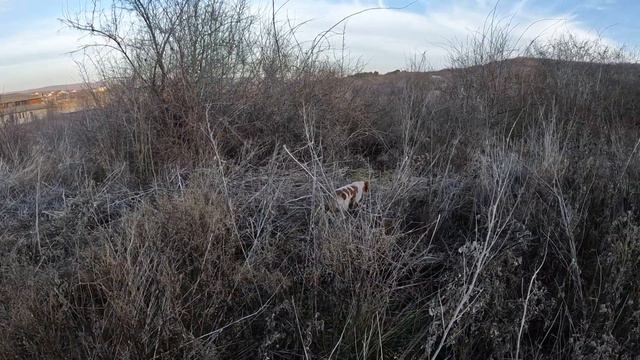 Perla,епаниоль бретон стоика по фазана"Perla epagneul breton aret la fazan" смотреть онлайн