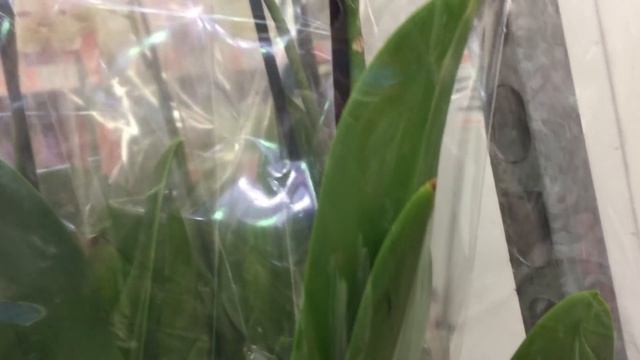 Огромная уценка орхидей от 449 руб в Оби 23 октября 2020 г. смотреть онлайн