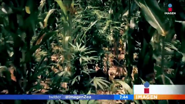 El origen del Cártel de Guadalajara, y el verdadero "Cochiloco" | Noticias con Zea смотреть онлайн