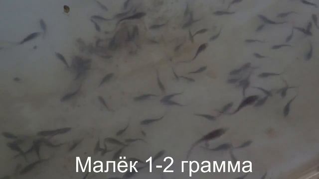 Сибирский осетр. Путь от икры до товарной рыбы смотреть онлайн