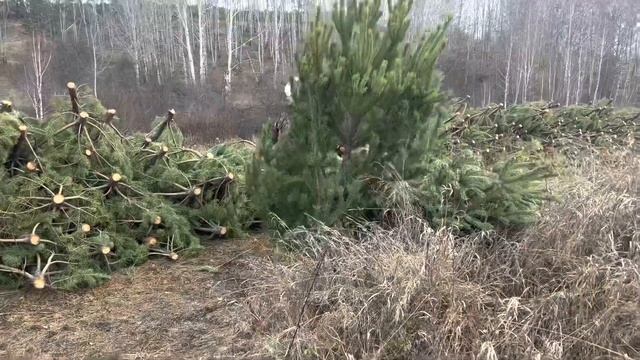 Крупная премиальная сосна оптом смотреть онлайн