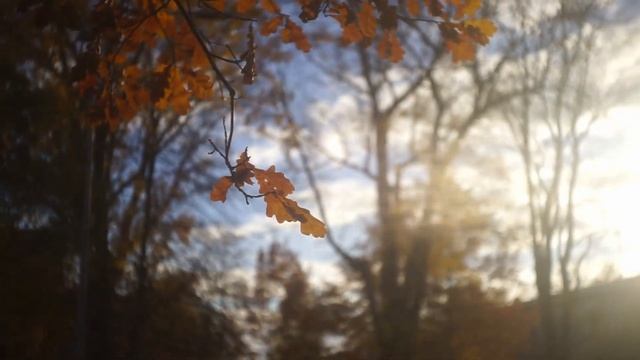 Тест объектива Индустар-26: самое дешевое для съемки под старину | молчаливый обзор смотреть онлайн