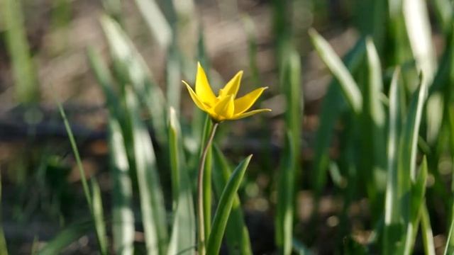 Лесные и степные цветы в начале мая. Forest and steppe flowers in early May смотреть онлайн