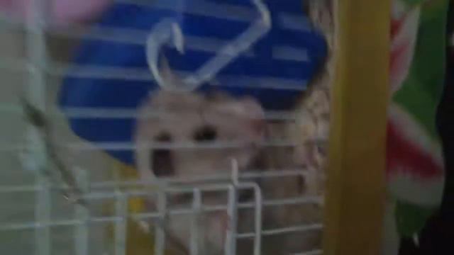 Хомяк спит на улице смотреть онлайн