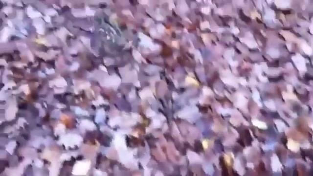 наижесточайшее нападение дикого вепря на человека ! ) Wild boar cruelly attacks human смотреть онлайн