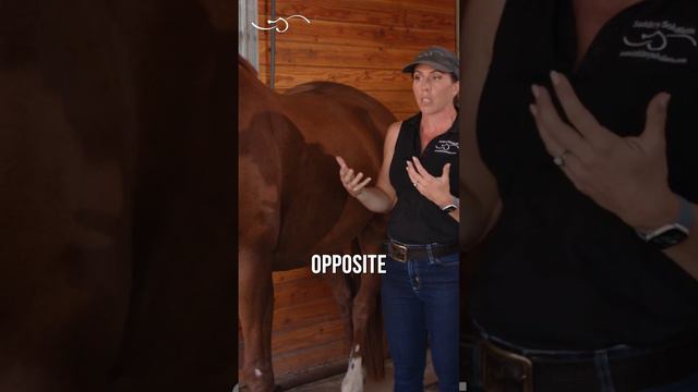 Warning signs the tree is not fitting. #saddle #horse #saddlefitting #equestrian смотреть онлайн