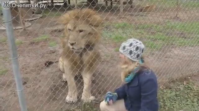 Лев атакует журналистку смотреть онлайн