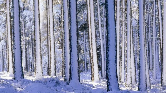 Winter melody - Snowy Fusion by Niniko Kacharava смотреть онлайн