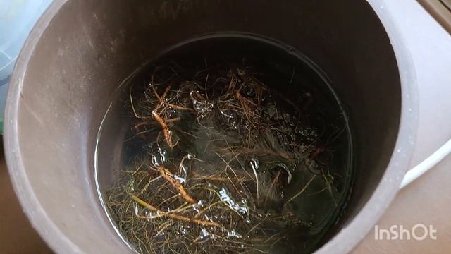 Циперус папирус. Разделение куста. Пересадка. 14.09.2023.