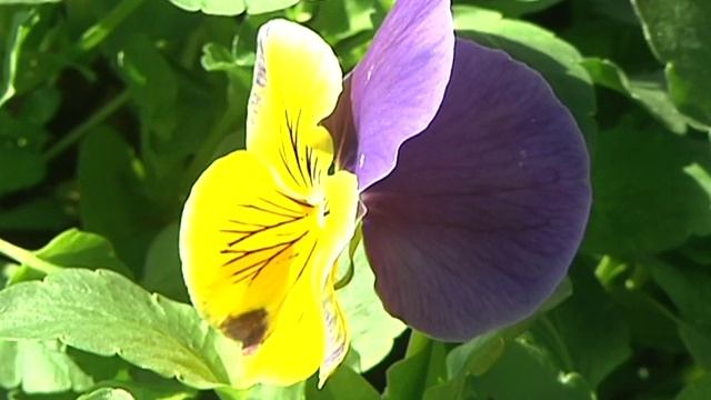 Home Gardener - Cool Season Annuals, Pansies And Diascia