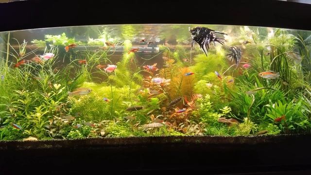 Весело о грустном в аквариумистике. Эмоционально о наболевшем. Мои 6 "гениальных" аквариумов. смотреть онлайн