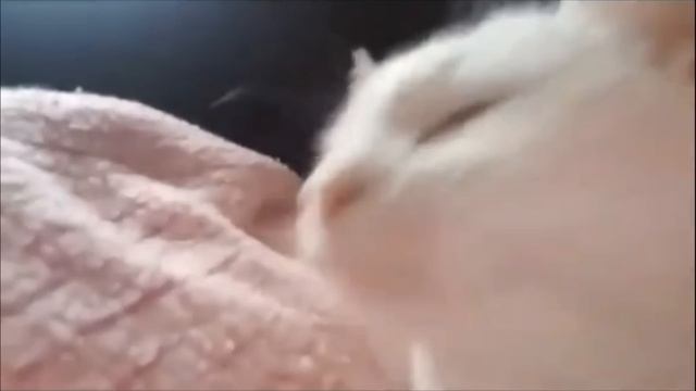 Кот флексит под Da Da Da смотреть онлайн