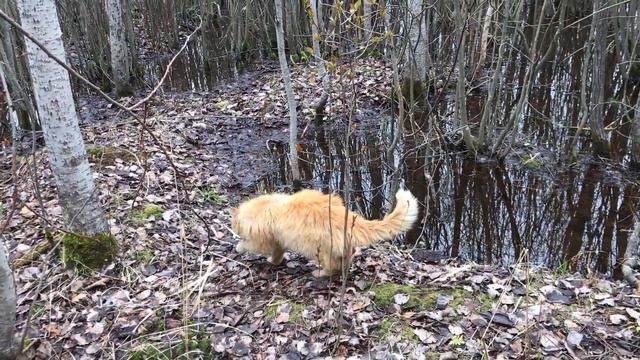 Как мы с котом Рыжкой гуляли по болоту и птиц слушали смотреть онлайн