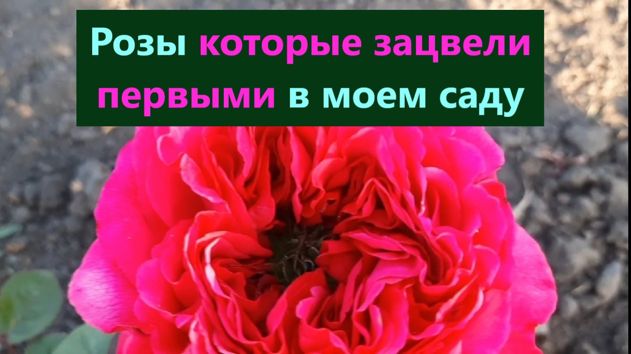 Эти РОЗЫ самые первые зацвели в моем саду. Обзор РОЗ. смотреть онлайн