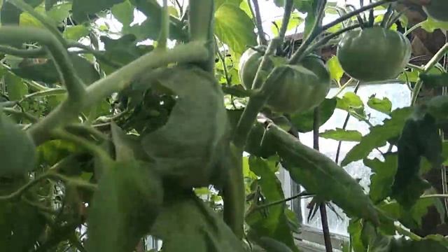 Обзор томата Бакинский.