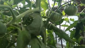 Обзор томата Бакинский.