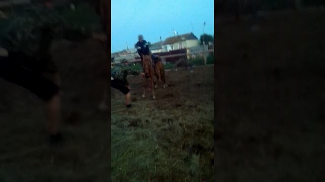 Обучение лошади, башкирки смотреть онлайн
