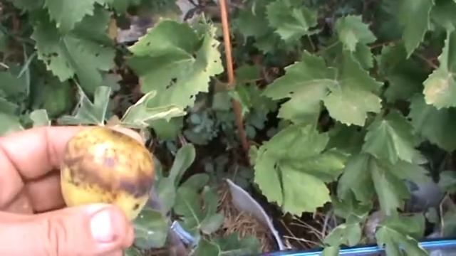 Инжир Адриатический белый.Мариуполь 2017. смотреть онлайн