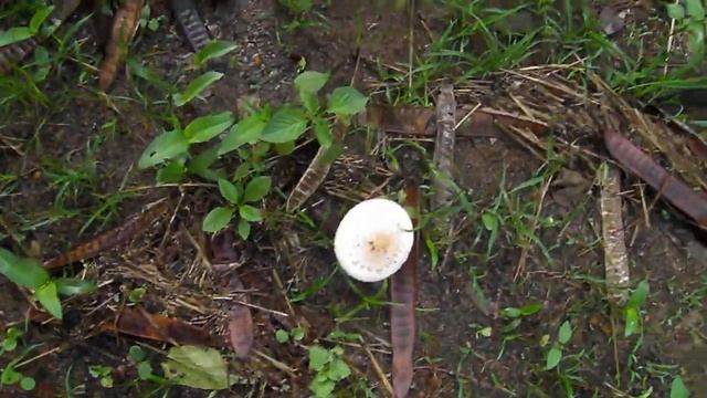 Mushroom diversity of Goa: A fairy ring formation of Macrolepiota procera смотреть онлайн
